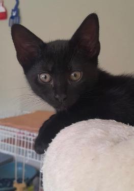 forest of dean, catjoy, pet services, home-care